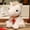 White, variant on HOARBOEG Adorable Little Horse Plush Toy - 6.3 Inch Realistic Foal Stuffed Animal, Soft & Cuddly Plushie Figurine, Perfect Decor, Birthday Gift