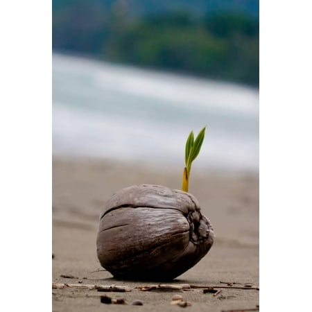 Sprouting Coconut Palm Tree on Beach Photo Poster Print Print Wall