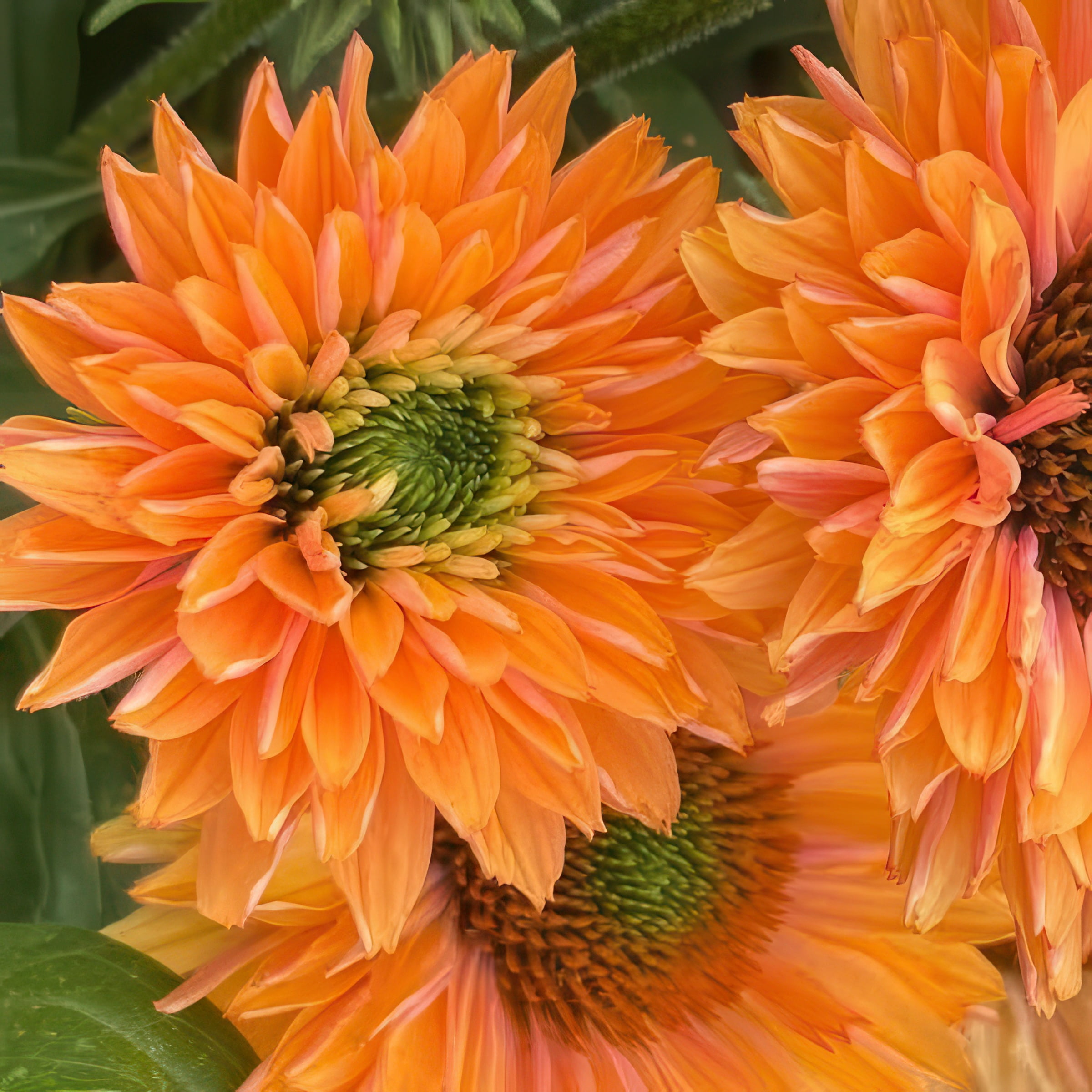 National Plant Network 3.25 in. Echinacea SunSeekers Pumpkin Pie Live Perennial Plant with Orange Flowers (3-Pack)