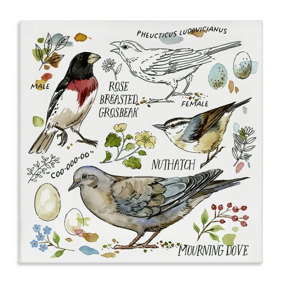 Stupell Industries Bird Watching Diagram Animals Painting Wrapped Canvas Art Print Wall Art, 17 x 17