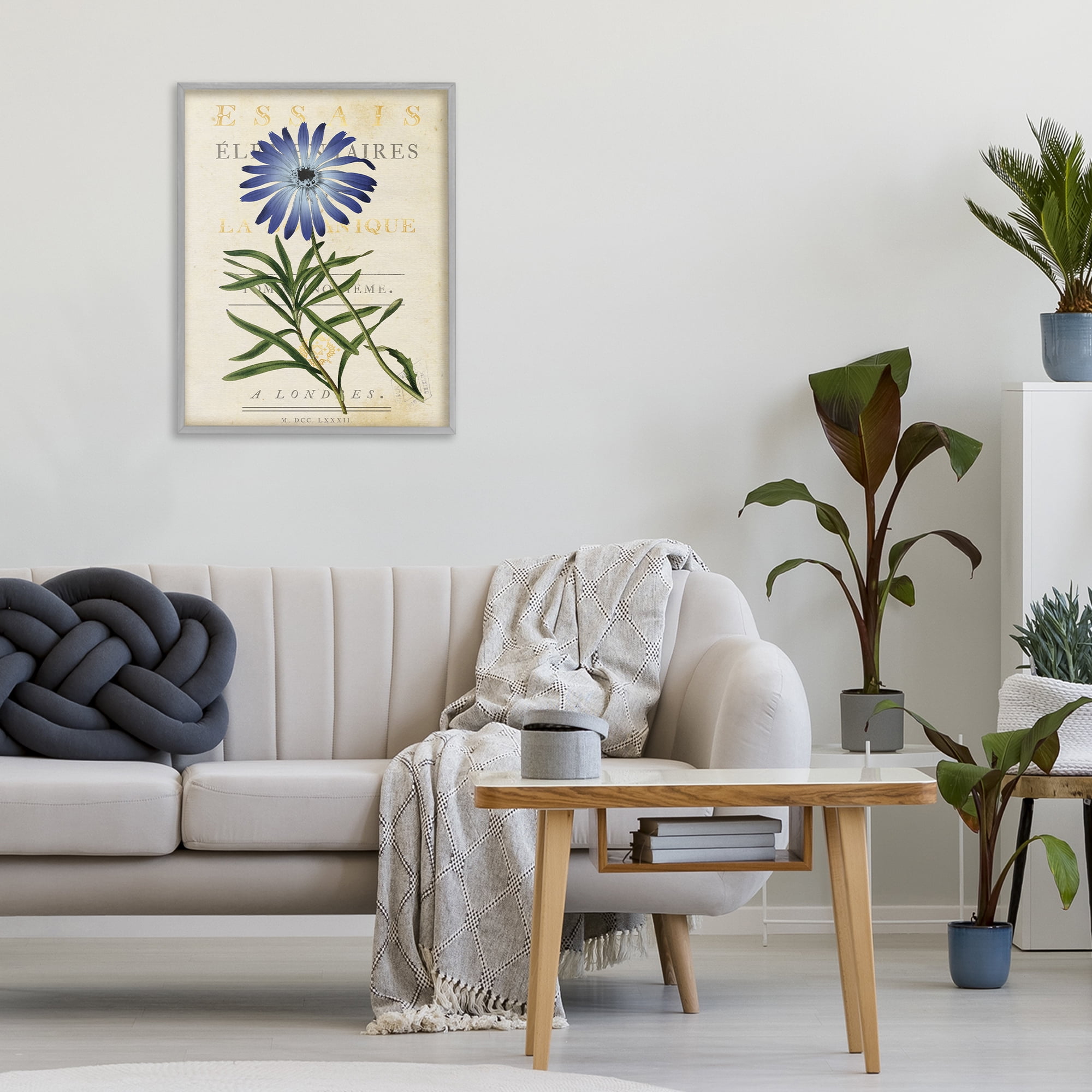 Stupell Industries Natural Botany Daisy Gray Framed Giclee Art, design by Susan Arnot