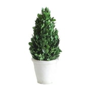 Creative Co-op 11" Preserved Boxwood Cone Shaped Clay Pot Topiary, Medium, Green,DA5562