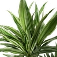 thumbnail image 2 of 10 in. Dracaena Warneckii Compacta 3-2-1, 2 of 3