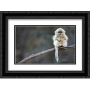 Golden Snub-nosed Monkey juvenile, Qinling Mountains, China 2x Matted 24x18 Black Ornate Framed Art Print by Ruoso, Cyril