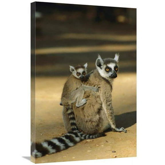 20 x 30 in. Ring-Tailed Lemur Baby on Mothers Back, Madagascar Art Print - Konrad Wothe