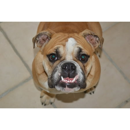 Framed Art for Your Wall Canine Teeth Pet Dog English Bulldog Bulldog 10x13