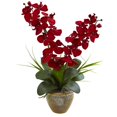 thumbnail image 1 of Arrangement d'Orchidées Double Saison Phalaenopsis&44; Rouge, 1 of 1