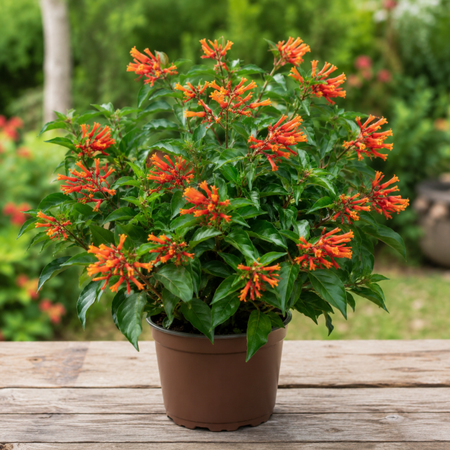 Set 3 Mexican Firebush Live Plants 4 to 6 Inch Tall, Live Flowering Shrub for Gardens