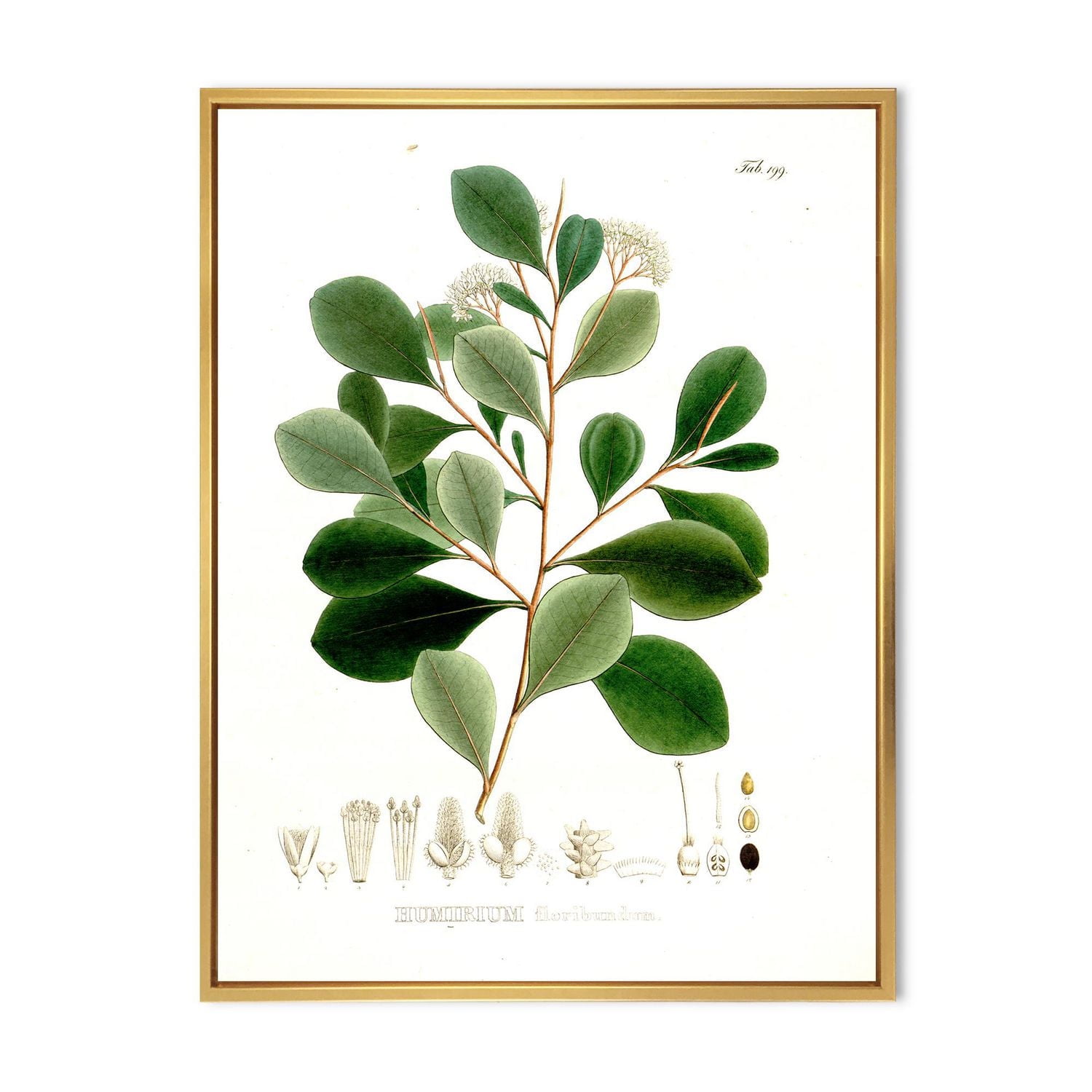 Designart Vintage Botanicals IV FLOAT FRAME WALL ART