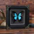 thumbnail image 1 of Framed Butterfly Handmade Black Wooden Frame Shadow Box Dried Saturniidae Insect Lover Taxidermy, 1 of 8