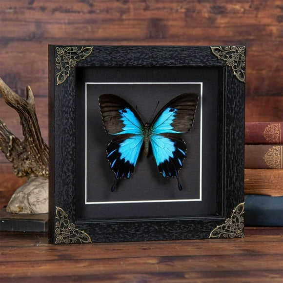 Framed Butterfly Handmade Black Wooden Frame Shadow Box Dried Saturniidae Insect Lover Taxidermy