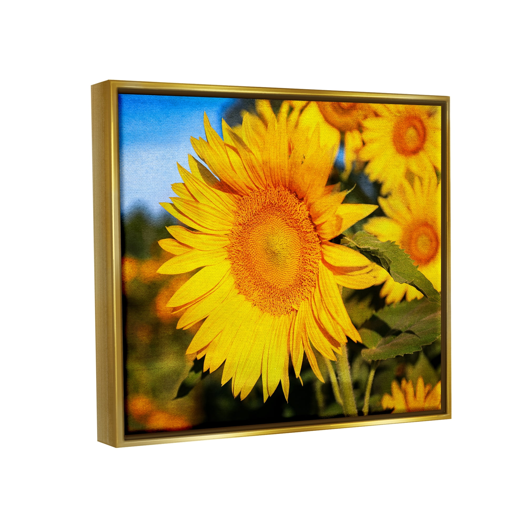 Stupell Industries Country Sunflower Photography Botanical & Floral Photography Gold Floater Framed Canvas Art Print Wall Art, 21 x 17