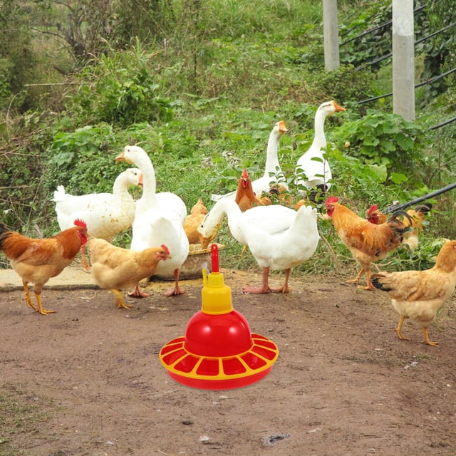 BESTYASH Bebedero Automático Para Pollos Y Con Construcción Y Material Estable