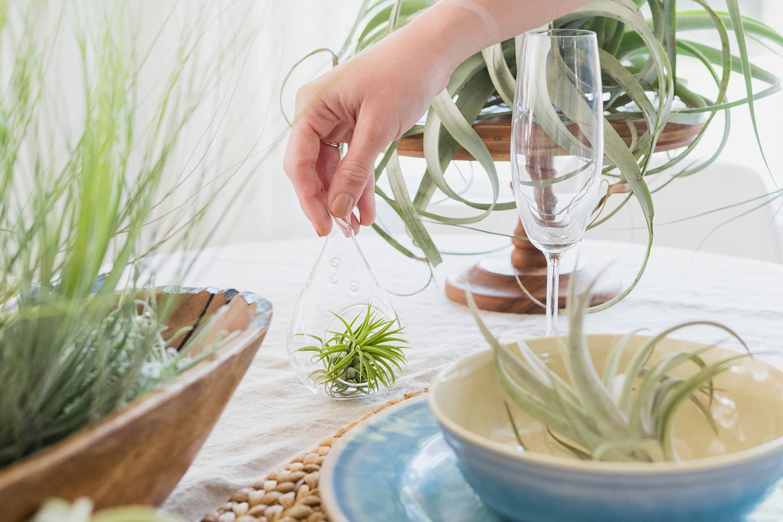 Air Plants The Inca Collection - Live Succulent House Plants - Available in Wholesale and Bulk - Home and Garden Decor - Easy Care Indoor and Outdoor Plants (Pack of 25)