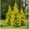 thumbnail image 5 of Berckmans Gold Arborvitae Plant Live for Planting, Thuja Orientalis Plant for Home Garden 4 to 6 Inch Tall in 3 Inch Pot, 5 of 6