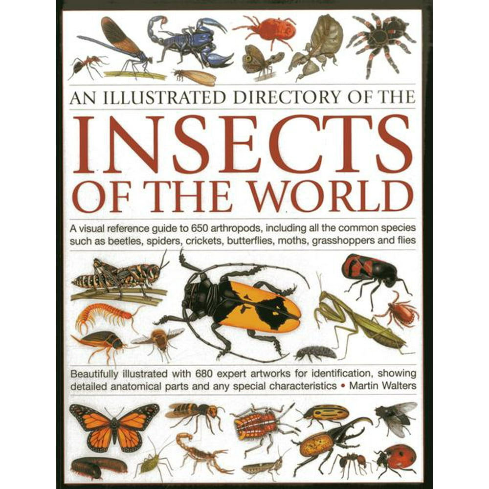 The Book Of Human Insects An Illustrated Directory of the Insects of the World (Paperback