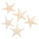 thumbnail image 5 of 5 adornos naturales de estrellas de mar, decoración con temática oceánica, accesorios para fotos, decoración para fiestas y hogar., 5 of 7