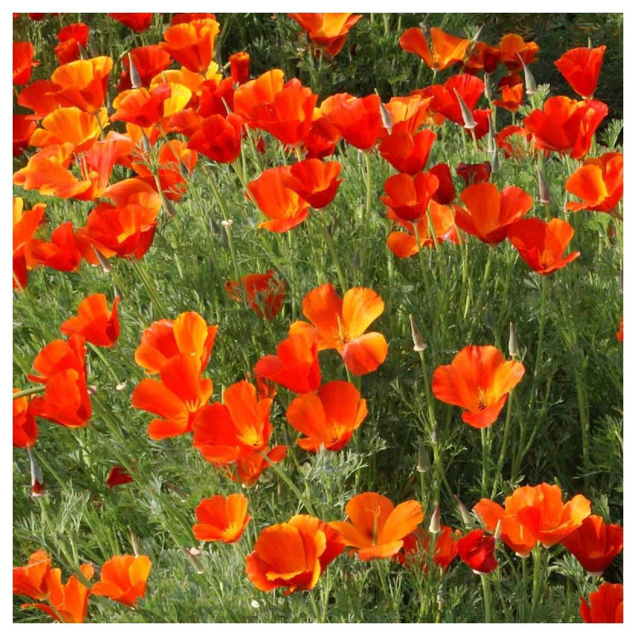 Everwilde Farms - 1/4 lb Mikado California Poppy Garden Flower Seeds - Gold Vault Bulk Seed Packet
