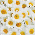 thumbnail image 3 of Advancent Girasoles de simulación de tamaño Mini de seda, 100 Uds., para decoración del banquete de boda, compacto y ligero Artesanía Blanco+100 piezas, 3 of 6