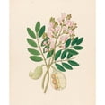 thumbnail image 3 of Clemenz Heinrich Wehdemann 12x14 Black Modern Framed Museum Art Print Titled - Schotia Nov. Sp. (Schotia Latifolia) (1817), 3 of 5