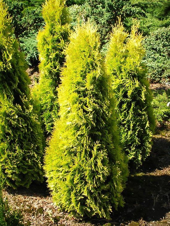 Thuja Amber Gold Arborvitae Evergreen Live Shrub in 3-Gallon Grower Pot