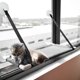 thumbnail image 3 of Muyoka Hamaca colgante para gatos con ventosa al vacío Perchas montadas en la ventana Cojín para gatos duradero y lavable Cama Colchoneta para colgar en el asiento para mascotas para uso de gatitos Muyoka Hogar, 3 of 7