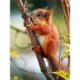 thumbnail image 1 of Cuadros Decorativos Kit de pintura de diamantes 5D DIY ardilla Animal mosaico de diamantes redondo completo Sywqhk Nuevos Originales, 1 of 9