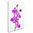 thumbnail image 3 of Trademark Fine Art "Purple Orchids" Canvas Art by Kurt Shaffer, 3 of 4