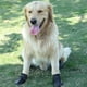 thumbnail image 3 of 4pcs Set Dog , Dog Shoes, With, 3 of 4