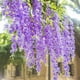 thumbnail image 2 of Asija Flowers - 24 flores colgantes de glicina, guirnalda de flores artificiales moradas, decoración para bodas, 1,1 m, flores de seda, arco para bodas, fiestas, exteriores, hogar, decoración navideña, 2 of 8