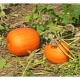 thumbnail image 3 of TomorrowSeeds - Jack O' Lantern Pumpkin Seeds - 60+ Count - For 2025 Planting Patch Pumpkins Field, 3 of 11