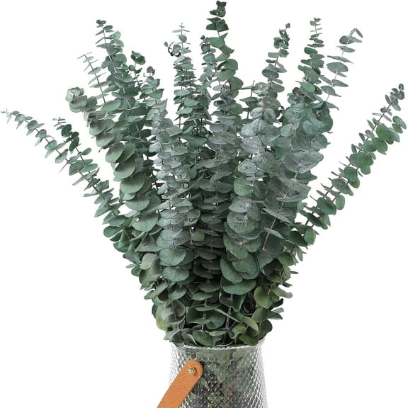 Trianu 20Pcs Dried Eucalyptus Bundle 17'' Real Eucalyptus Stems - 100% Natural Fresh Eucalyptus Leaves Greenery Stems for Shower Home Decor Flower Arrangement and Wedding