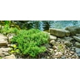 thumbnail image 2 of 2 Gallon Dwarf Japanese Garden Juniper Shrub, 2 of 5