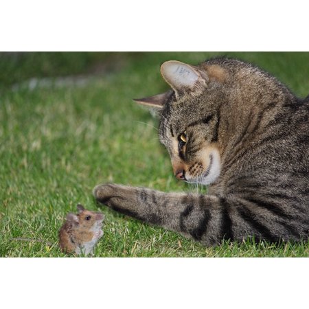 Canvas Print Start Prey Domestic Cat Mouse Nager Hunting Cat Stretched Canvas 10 x