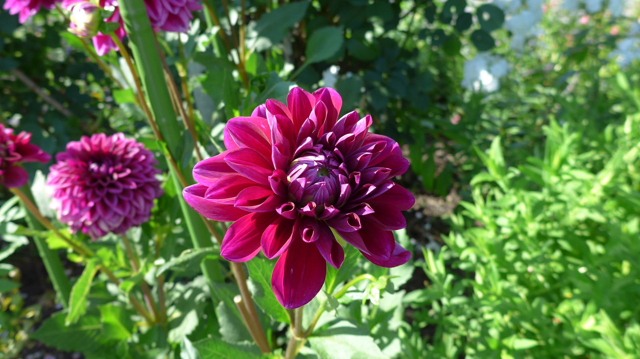 40 Seeds Nites Dahlia Mix - Pollinator Friendly, Heirloom, Flower Seeds for Gardens