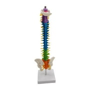 Colored Human Spine Skeleton Statue with Display Stand Study Model for Educational Tool Demonstration School Study , with Pelvis Standing