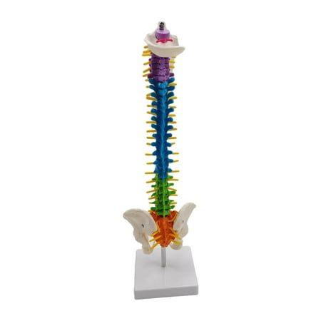 Colored Human Spine Skeleton Statue with Display Stand Study Model for Educational Tool Demonstration School Study , with Pelvis Standing