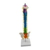 Colored Human Spine Skeleton Statue with Vertebrae, Nerves, Arteries, Pelvis with Pelvis Standing