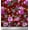 Maroon, variant on Soimoi Red Cotton Duck Fabric Leaves & Ranunculus Floral Print Fabric by Yard 42 Inch Wide