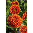 thumbnail image 4 of 30 Seeds BICOLOR GAILLARDIA Pulchella Blanket Flower Seeds, 4 of 4