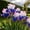 C, variant on Rare iris for Courtyards-Long Continuous Blooms-Low Maintenance-Ideal for Borders, Plant Pots & Planters