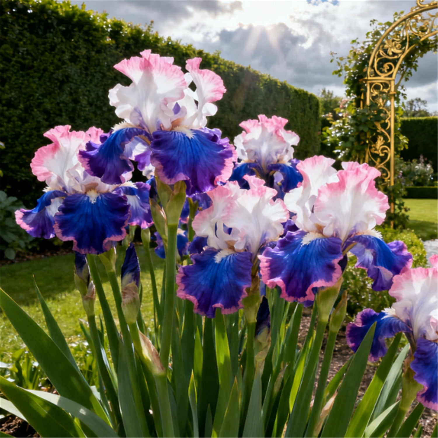 Rare iris for Courtyards-Long Continuous Blooms-Low Maintenance-Ideal for Borders Plant Pots & Planters