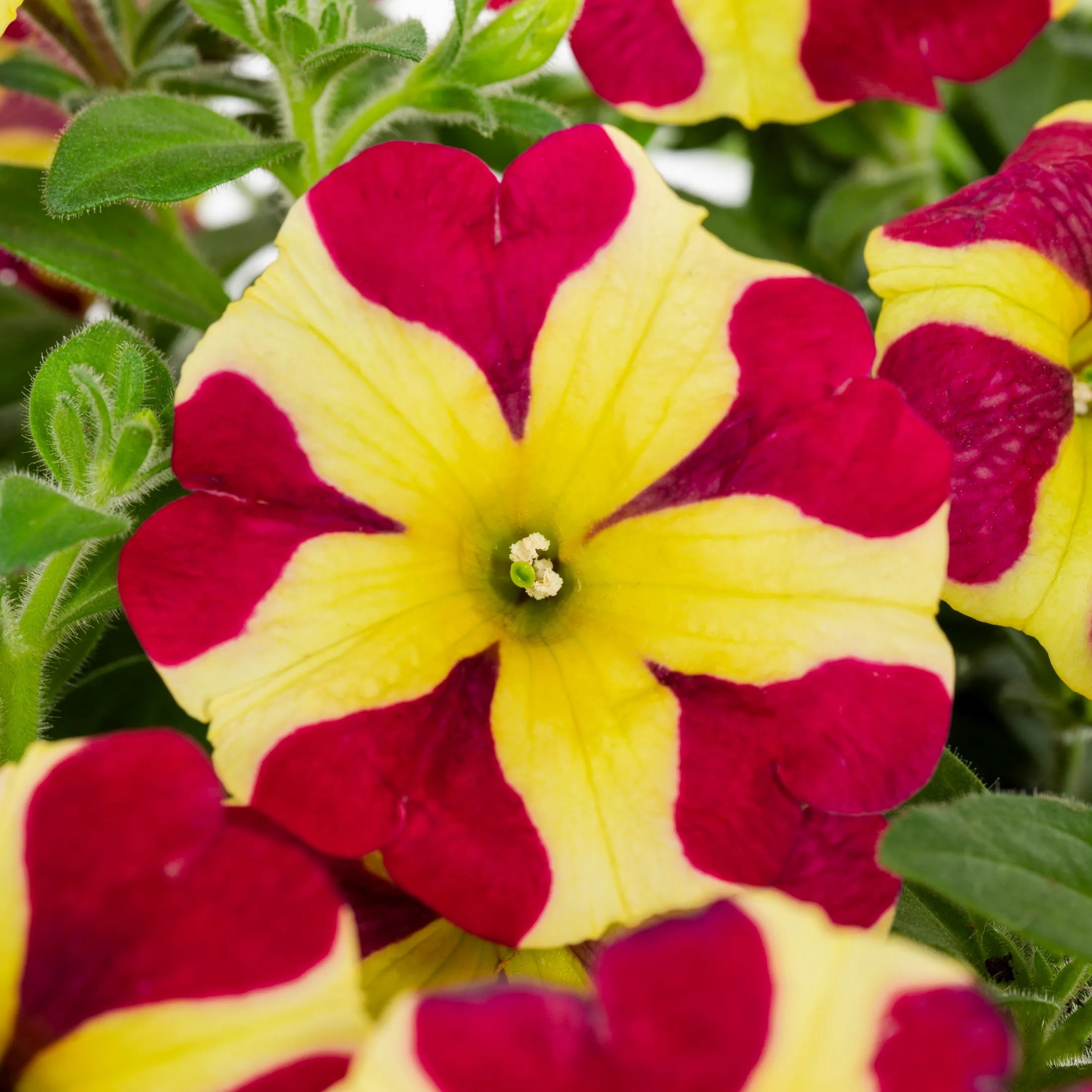 Amore 2QT Red Yellow Petunia Live Annual Plant Sun 3-Pack