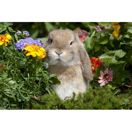 Holland Lop Rabbit on Club Moss Among Flowers, Torrington, Connecticut ...