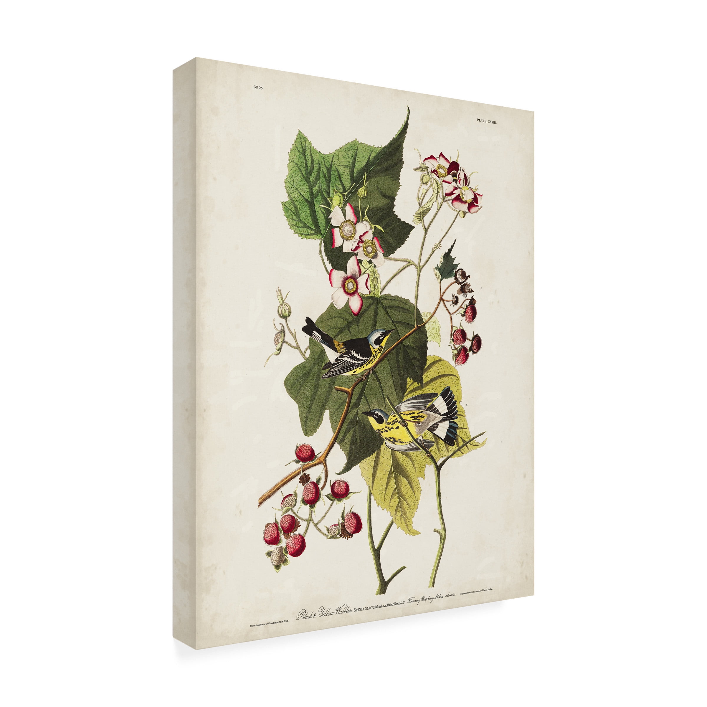John James Audubon 'Black and Yellow Warbler' Canvas Art