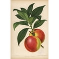 thumbnail image 2 of Dryden Nectarine, Prunus Persica Poster Print By ® Florilegius Mary Evans (18 X 24), 2 of 4