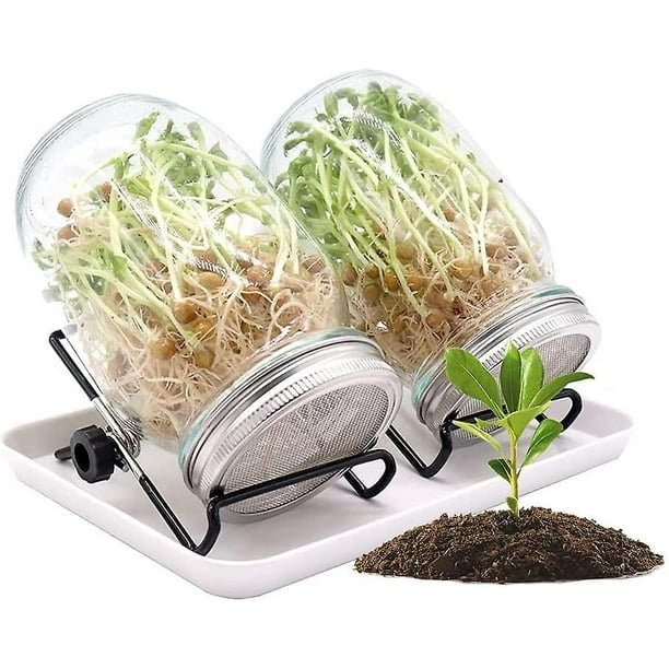 Germinador de semillas de vidrio, germinador de semillas de vidrio con tapas de acero inoxidable, bandeja, 2 vasos de germinación de 32 oz para cultivar alfalfa y brotes de frijol mungo