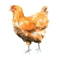 thumbnail image 3 of Scarvey, Emma 15x15 Black Modern Framed Museum Art Print Titled - Wild Chicken II, 3 of 5