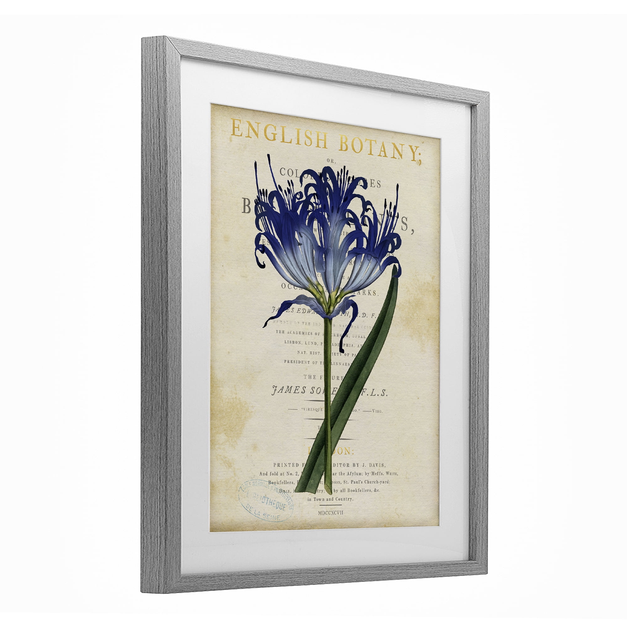 Stupell Industries English Botany Blue Floral Gray Framed Print Under Glass, design by Susan Arnot