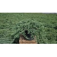 thumbnail image 4 of Blue Rug Juniper, 4 of 4